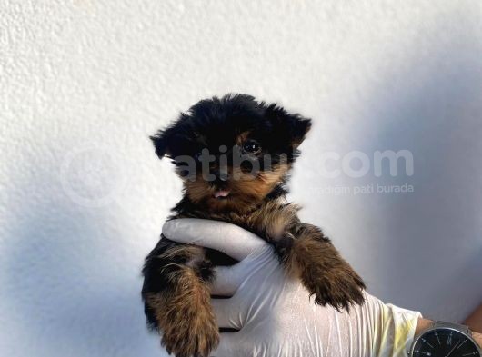 Erkek Ve Dişi Yorkshire Terrier Yavrularımız görsel
