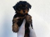 Erkek Ve Dişi Yorkshire Terrier Yavrularımız