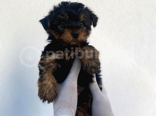 Erkek Ve Dişi Yorkshire Terrier Yavrularımız görsel