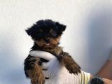 Erkek Ve Dişi Yorkshire Terrier Yavrularımız