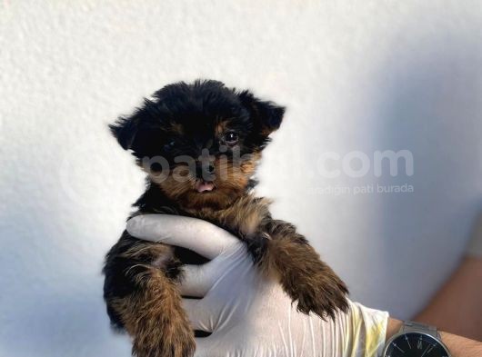 Erkek Ve Dişi Yorkshire Terrier Yavrularımız görsel