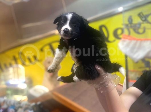 Erkek ve Dişi Border Collie