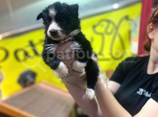Erkek Ve Dişi Border Collie görsel