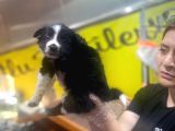 Erkek Ve Dişi Border Collie