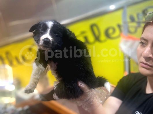 Erkek Ve Dişi Border Collie görsel