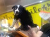 Erkek Ve Dişi Border Collie
