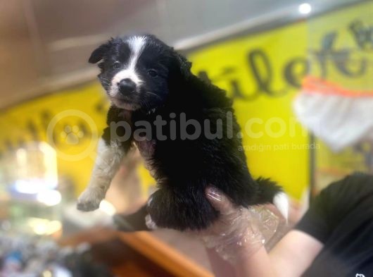 Erkek Ve Dişi Border Collie görsel