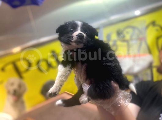 Erkek Ve Dişi Border Collie görsel