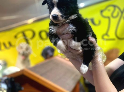 Erkek Ve Dişi Border Collie görsel