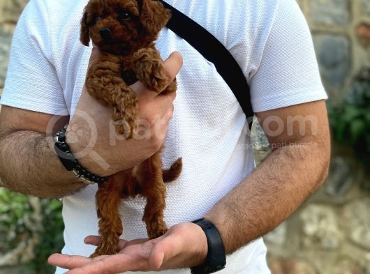 Mükemmel Kalite Erkek Toy Poodle görsel