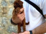 Mükemmel Kalite Erkek Toy Poodle