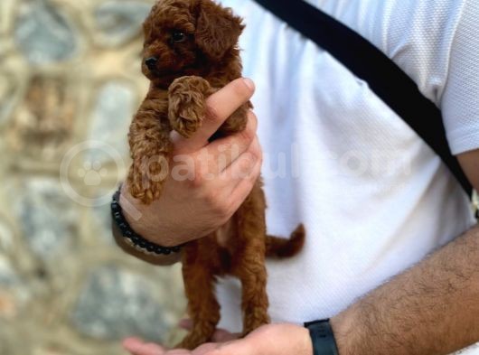Mükemmel Kalite Erkek Toy Poodle görsel