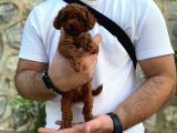 Mükemmel Kalite Erkek Toy Poodle
