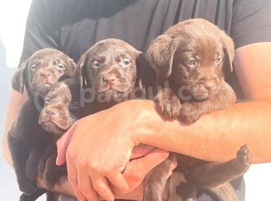 Erkek Ve Dişi Çikolata Labrador görsel