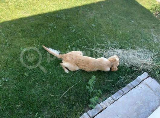 Aile Dostu Golden Carlos Ücretsiz Sahiplendirme görsel