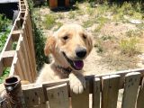 Aile Dostu Golden Carlos Ücretsiz Sahiplendirme