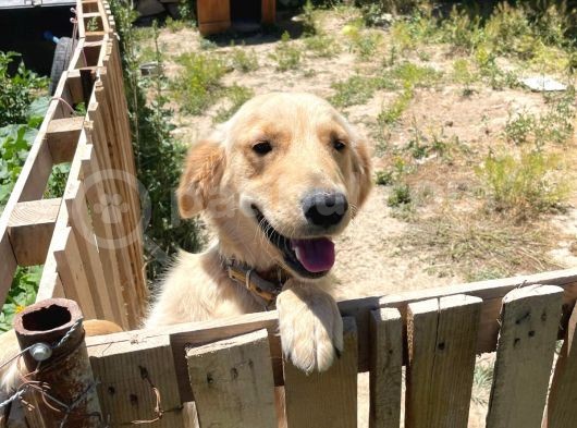 Aile Dostu Golden Carlos Ücretsiz Sahiplendirme