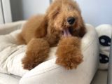 Labradoodle Red Brown Oğlumuz Teddy