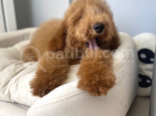 Labradoodle Red Brown Oğlumuz Teddy görsel