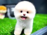 Ayı Surat Pomeranian Boo Yavrularımız