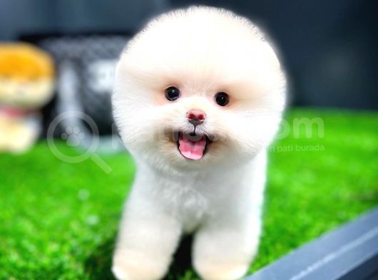 Ayı Surat Pomeranian Boo Yavrularımız görsel