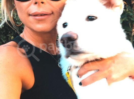 Anne Baba Kif Scr'Li  3 Aylık Japon Akita görsel