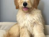 Goldendoodle Hypoallerjenik Terapi Köpeklerimiz