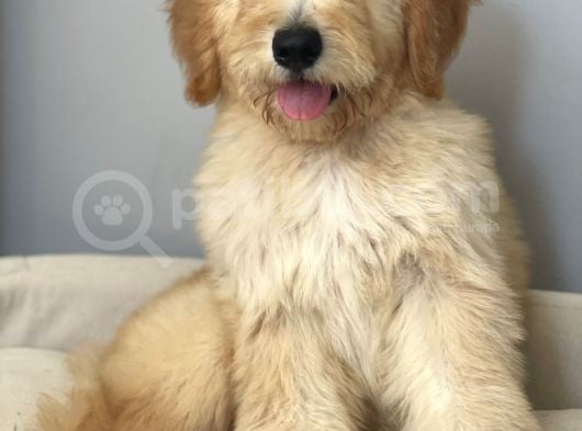 Goldendoodle Hypoallerjenik Terapi Köpeklerimiz