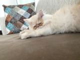 4 Aylik Yavru Sari İran Kedi̇si̇