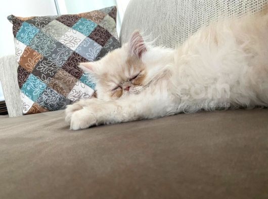 4 Aylik Yavru Sari İran Kedi̇si̇ görsel