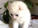 Beyaz Scottish Fold Tatlı Kedimize Aci̇l Yuva Arıyoruz