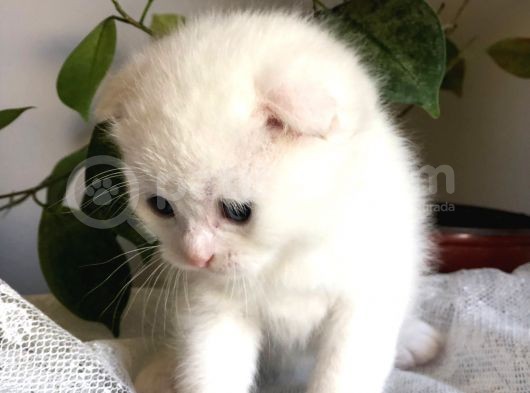 Beyaz Scottish Fold Tatlı Kedimize Aci̇l Yuva Arıyoruz görsel