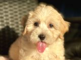 Show Kalite Maltipoo Yavrular