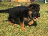 Secereli̇ Alman Çoban Köpeği̇ Yavrularimiz