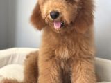 Labradoodle Red Brown Oğlumuz Teddy