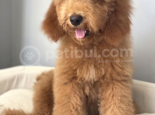 Labradoodle Red Brown Oğlumuz Teddy