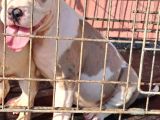 Abkc Secereli̇ Ameri̇can Bully Blue Merle Xl Kizimiz