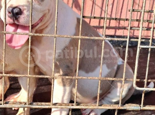 Abkc Secereli̇ Ameri̇can Bully Blue Merle Xl Kizimiz görsel
