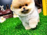 Ayı Surat Pomeranian Boo Yavrularımız