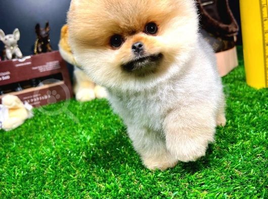 Ayı Surat Pomeranian Boo Yavrularımız görsel