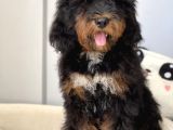 Bernedoodle Amerikan Gen Hypoallerjenik Irk Nadir Yavrular