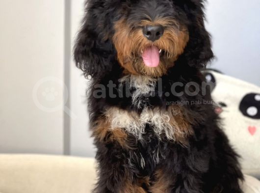 Bernedoodle Amerikan Gen Hypoallerjenik Irk Nadir Yavrular