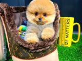 Irk Ve Sağlık Garantili Pomeranian Boo Yavrularımız
