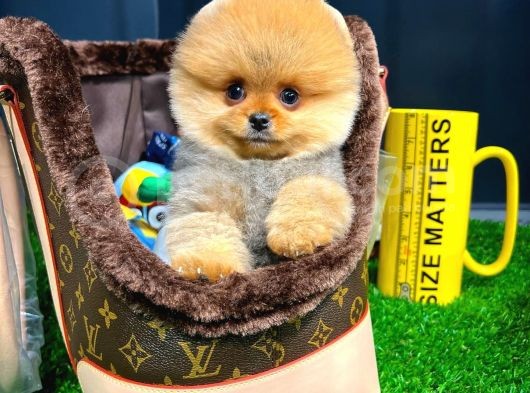 Irk Ve Sağlık Garantili Pomeranian Boo Yavrularımız görsel