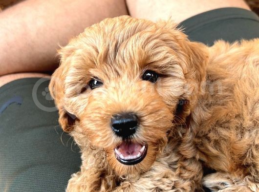 Toy Poodle Erkek Pasaportu Var 2 Aylık görsel