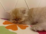 4 Aylik Yavru Sari İran Kedi̇si̇