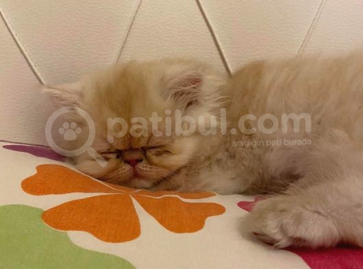 4 Aylik Yavru Sari İran Kedi̇si̇ görsel
