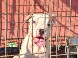 Abkc Secereli̇ Ameri̇can Bully Blue Merle Xl Kizimiz