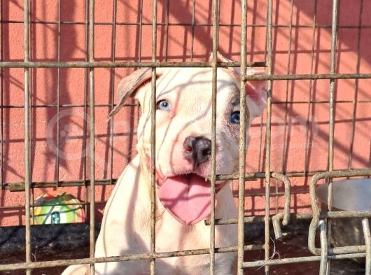 Abkc Secereli̇ Ameri̇can Bully Blue Merle Xl Kizimiz
