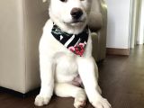 Anne Baba KIF SCR'li  3 Aylık Japon Akita